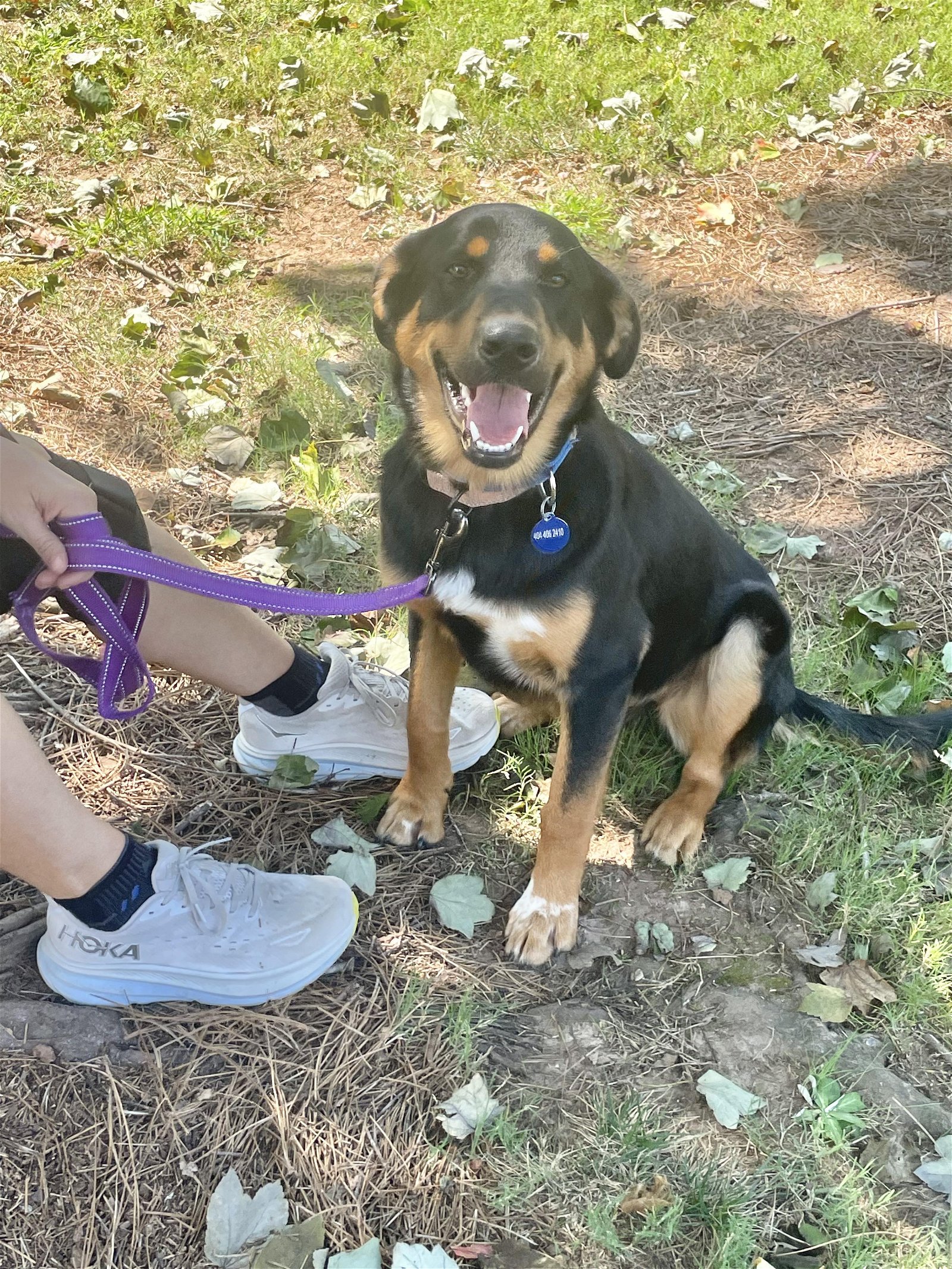 adoptable Dog in Roswell, GA named Daisy Heard