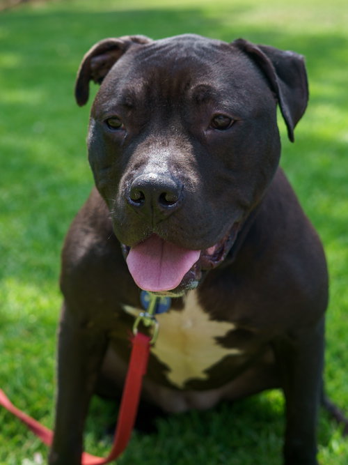 SHEBA DOUGLAS - Pit Bull Terrier available for adoption