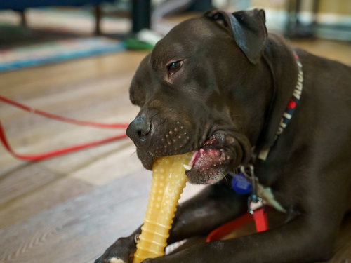 SHEBA DOUGLAS - Pit Bull Terrier available for adoption