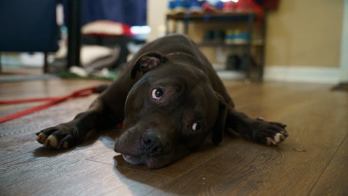 Photo 3 of Sheba Douglas