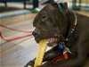 adoptable Dog in roswell, GA named Sheba Douglas
