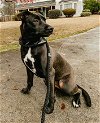 adoptable Dog in  named Kiwi