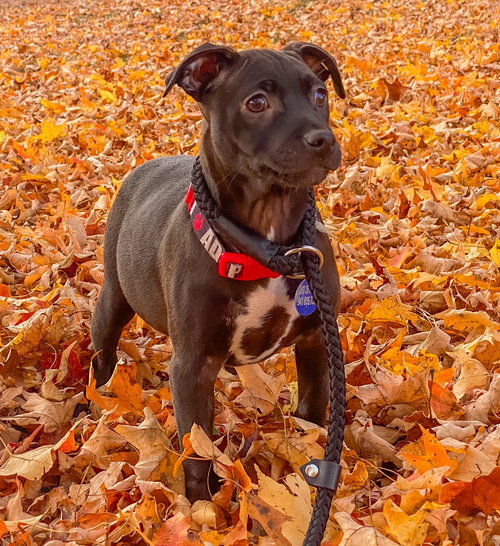 KIWI - Labrador Retriever available for adoption