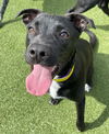 adoptable Dog in  named Jeff