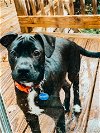adoptable Dog in roswell, GA named Jeff