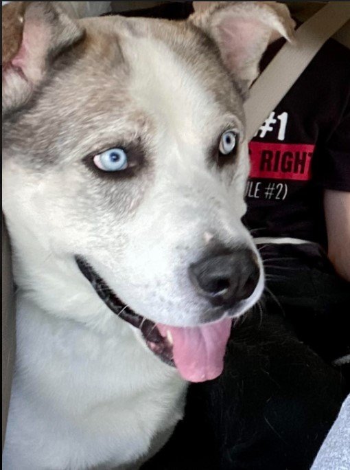 adoptable Dog in Roswell, GA named Blaze