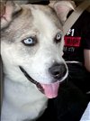 adoptable Dog in roswell, ga, GA named Blaze