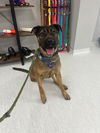 adoptable Dog in  named Madalyn