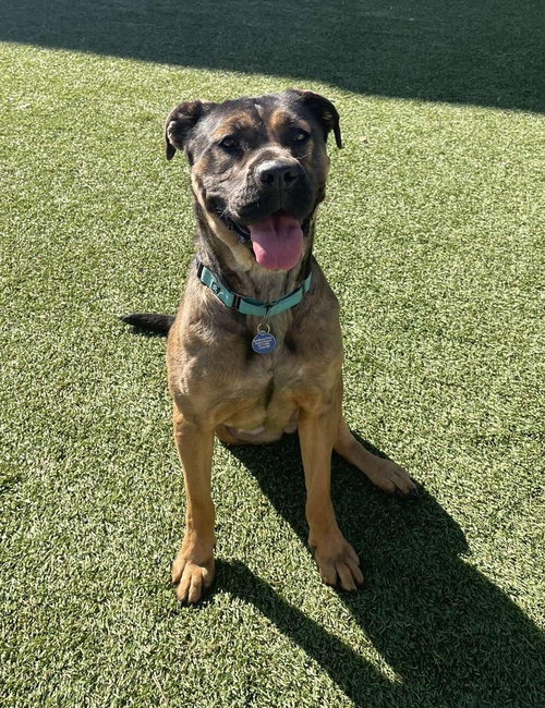 MADALYN - Shepherd / Boxer available for adoption