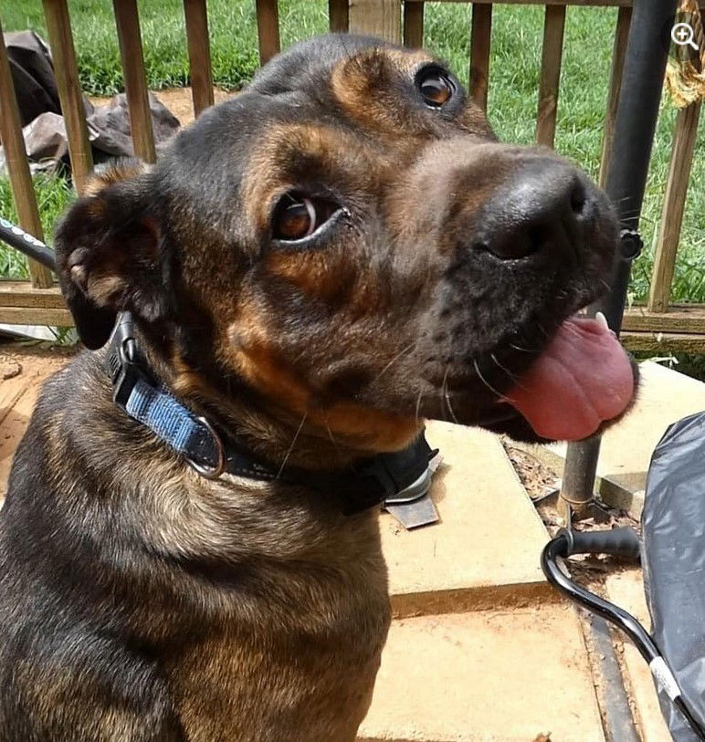 adoptable Dog in Roswell, GA named Madalyn