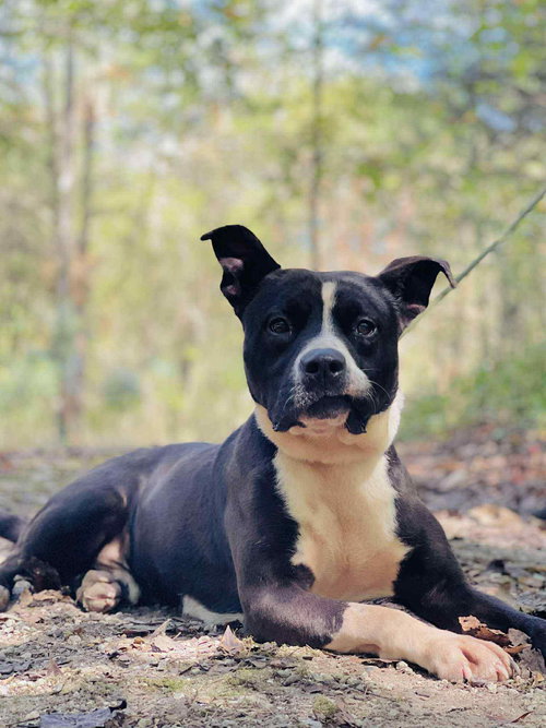 LUCAS ROCK - Pit Bull Terrier available for adoption