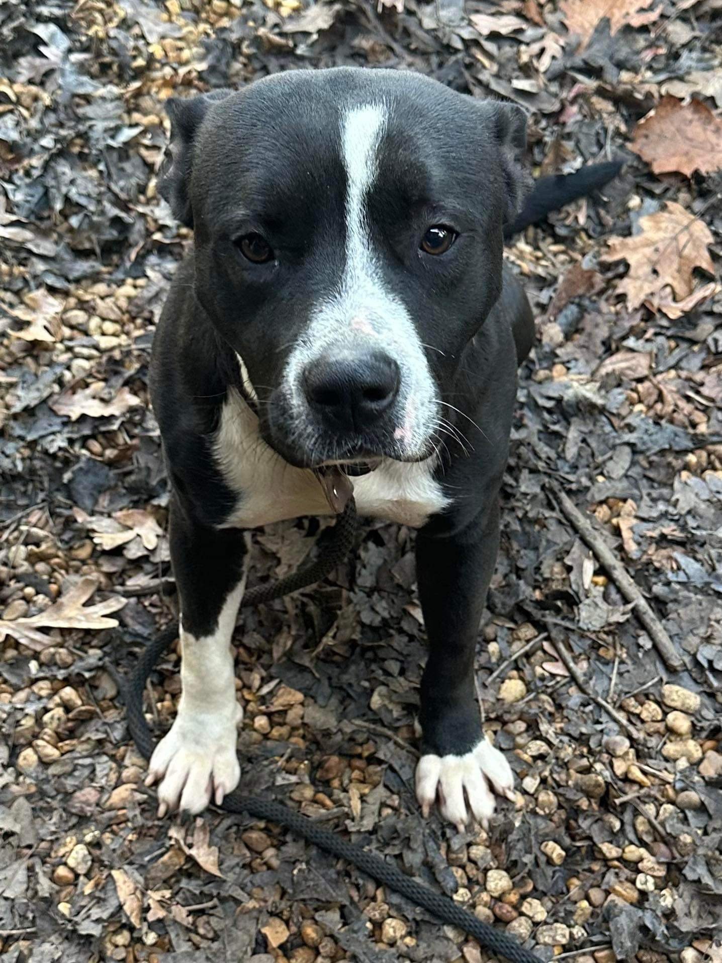 adoptable Dog in Roswell, GA named Lucas Rock