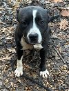 adoptable Dog in roswell, GA named Lucas Rock