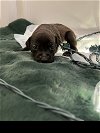 adoptable Dog in roswell, ga, GA named Blitzen