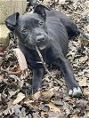 adoptable Dog in roswell, GA named Donner