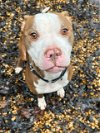 adoptable Dog in roswell, GA named Leo Sayer