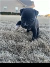 adoptable Dog in roswell, GA named Vixen