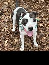 adoptable Dog in roswell, GA named Riley G