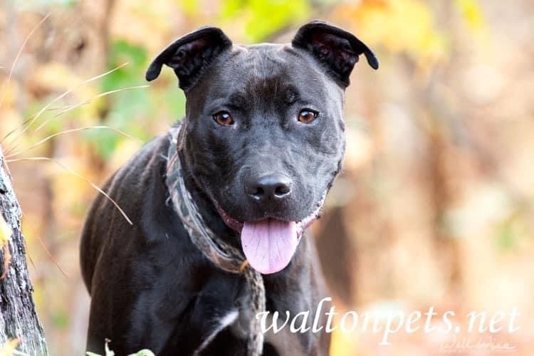 adoptable Dog in Roswell, GA named Alvy