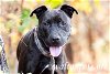 adoptable Dog in roswell, GA named Alvy