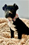 adoptable Dog in roswell, GA named Lira
