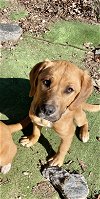 adoptable Dog in roswell, ga, GA named Chenille