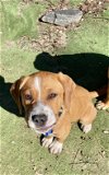 adoptable Dog in roswell, ga, GA named Chiffon