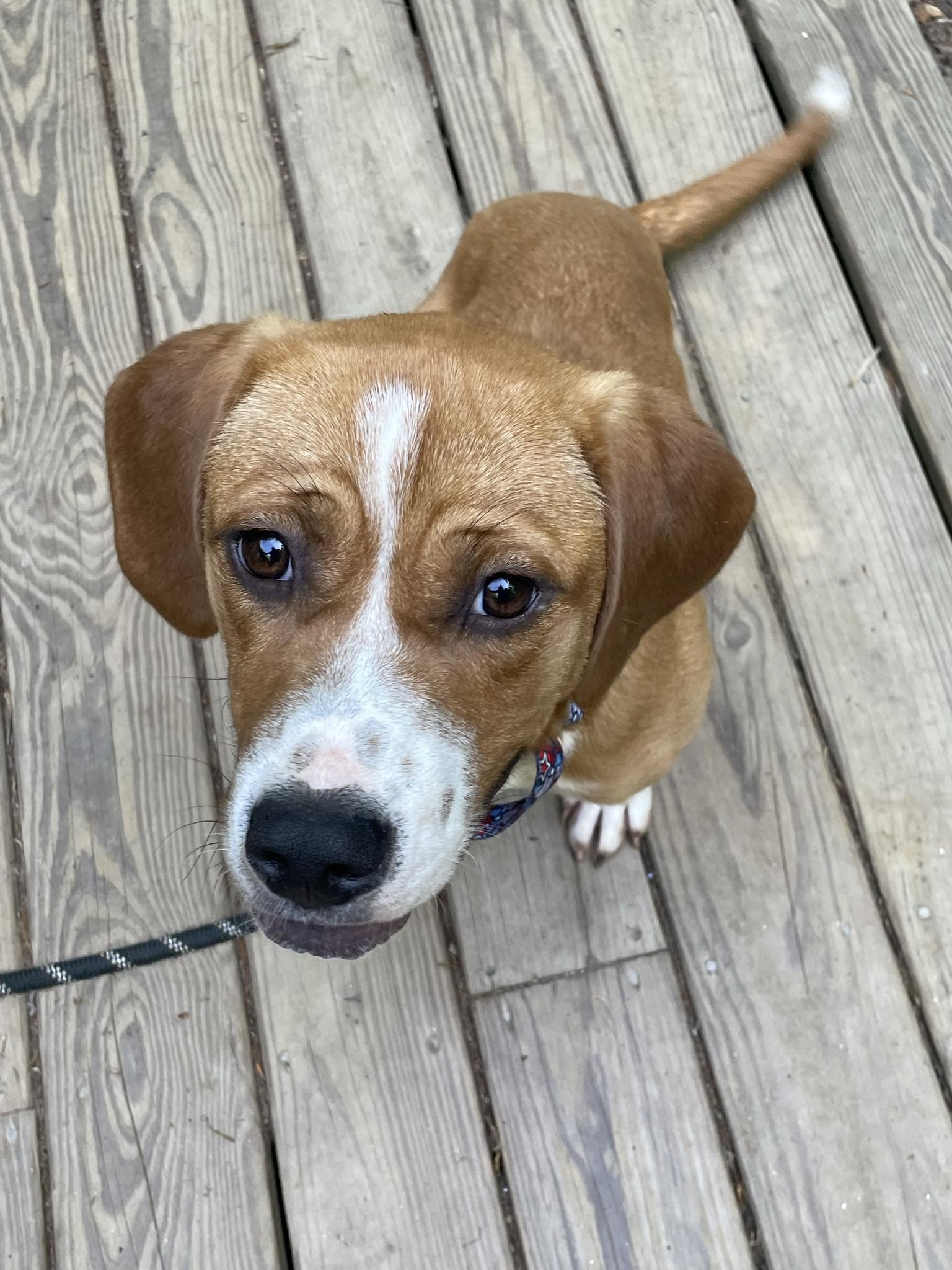 adoptable Dog in Roswell, GA named Chiffon