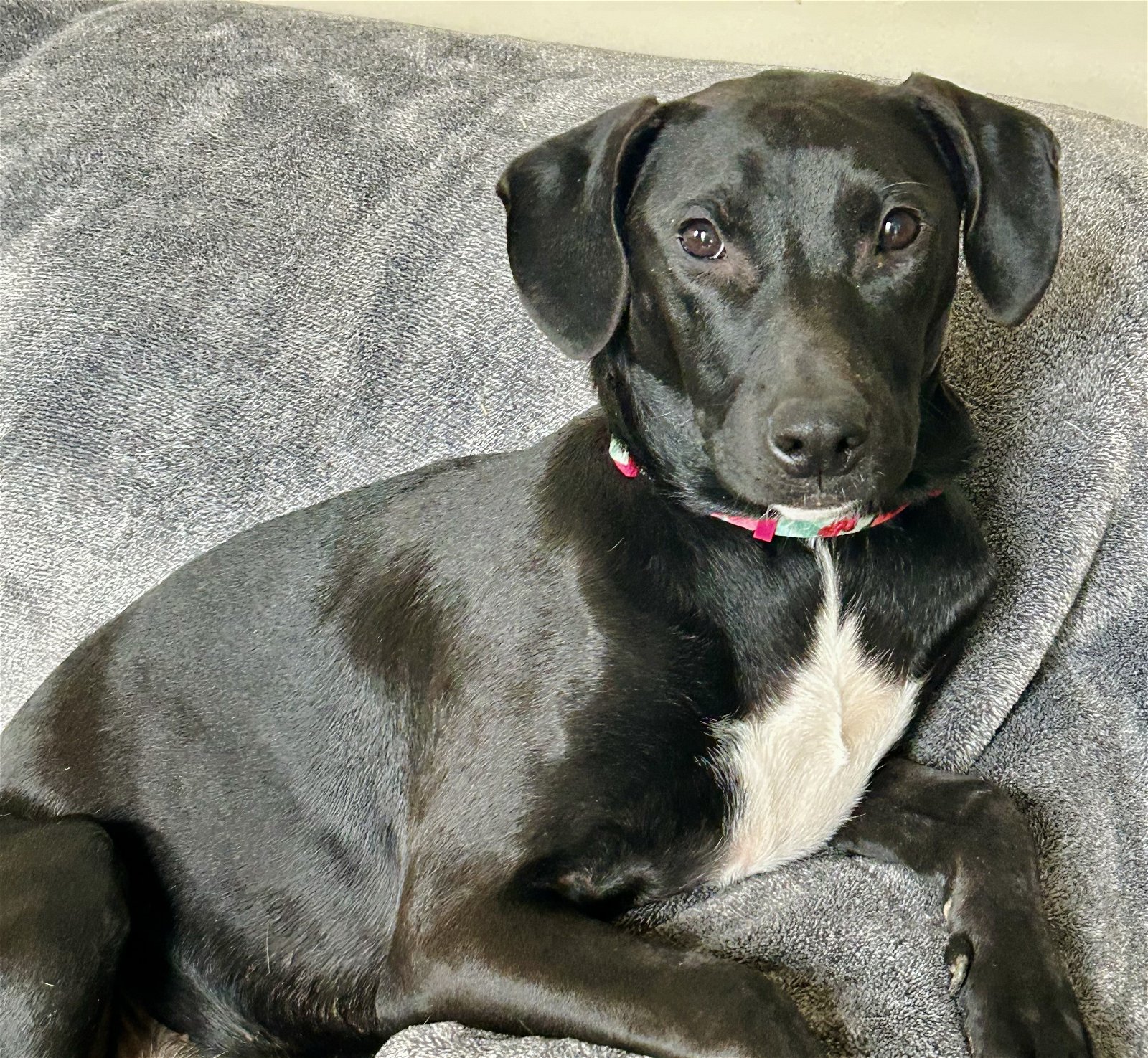 adoptable Dog in Roswell, GA named Kali