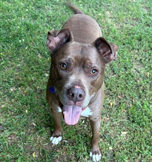 LUCKY MARS - Pit Bull Terrier available for adoption