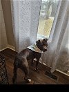 adoptable Dog in roswell, GA named Lucky Mars