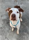 adoptable Dog in roswell, GA named Ando