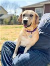 adoptable Dog in roswell, GA named Barbie Millicent