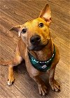 adoptable Dog in roswell, GA named Redd