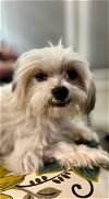 adoptable Dog in  named Maxwell Smart