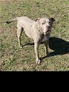 adoptable Dog in roswell, GA named Manning