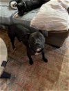 adoptable Dog in roswell, GA named Leeha