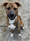 adoptable Dog in roswell, GA named Regan Riley