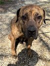 adoptable Dog in roswell, GA named Paisley Adams