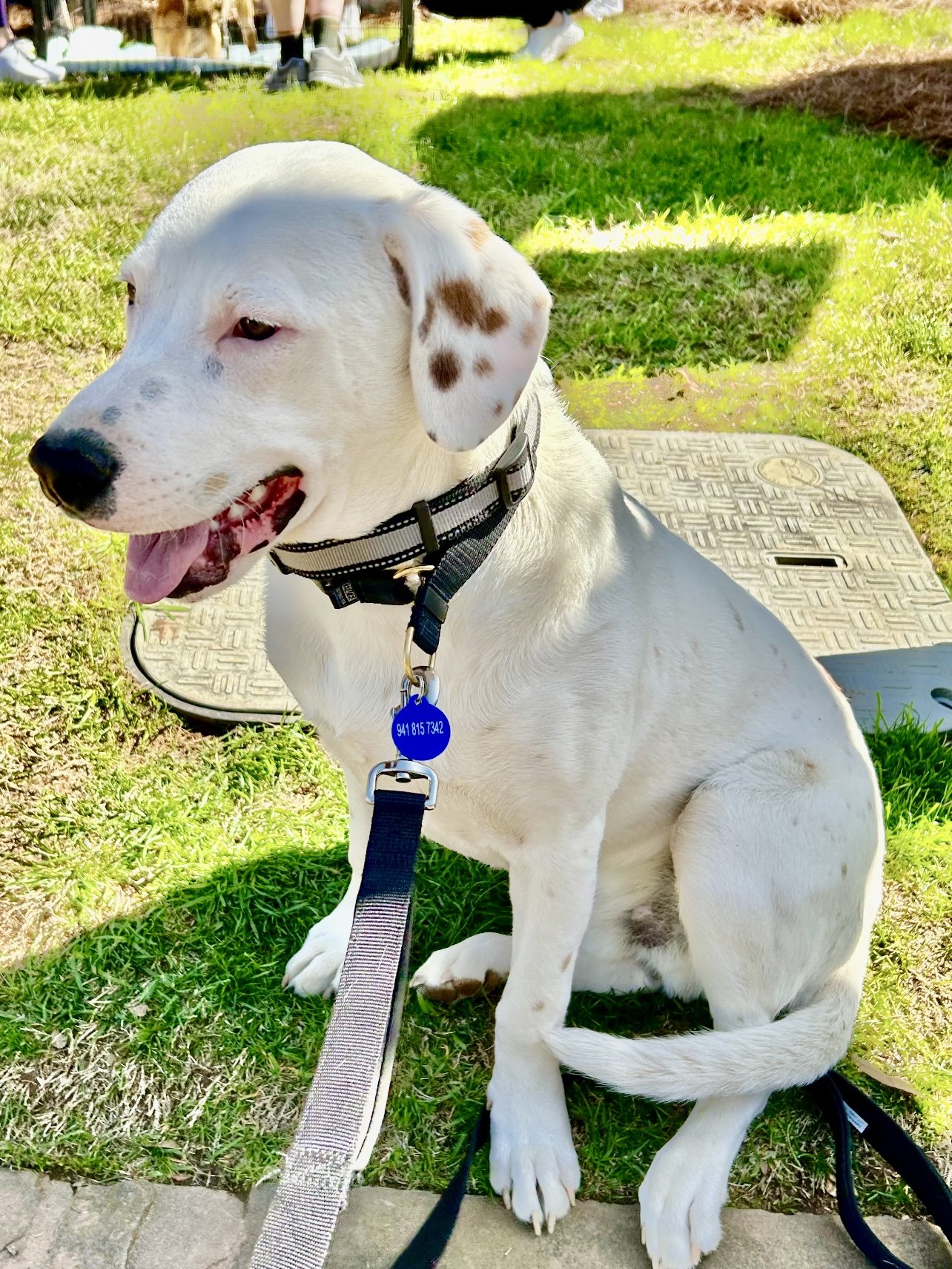 adoptable Dog in Roswell, GA named Hudson 2