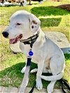 adoptable Dog in roswell, GA named Hudson 2