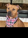 adoptable Dog in roswell, GA named Jerari