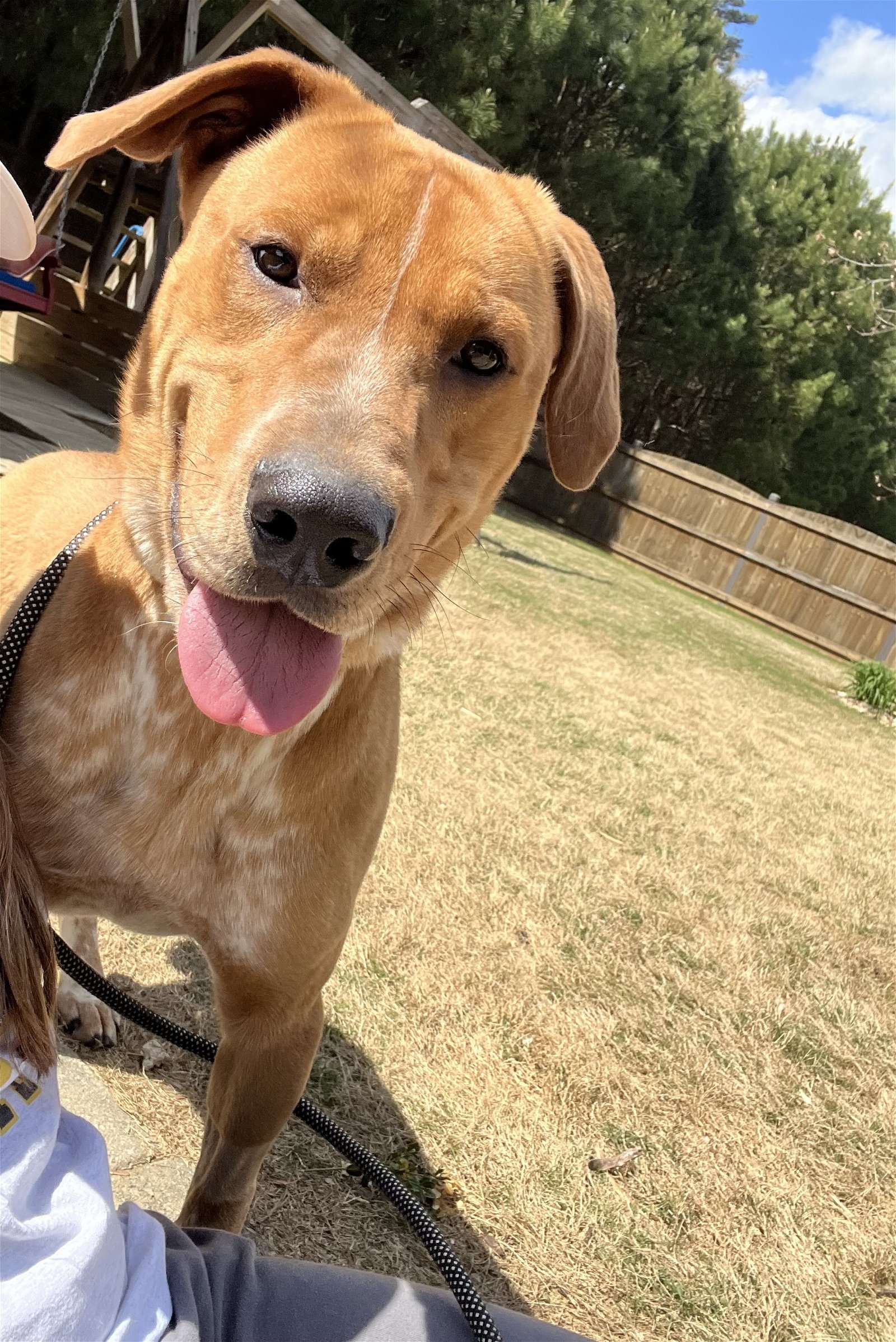 adoptable Dog in Roswell, GA named Crew