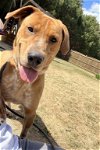 adoptable Dog in roswell, ga, GA named Crew