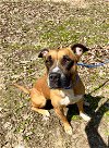 adoptable Dog in roswell, GA named Destiny Jones