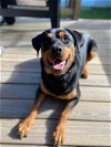 adoptable Dog in roswell, GA named Drex