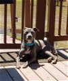 adoptable Dog in roswell, ga, GA named Daisy Lou