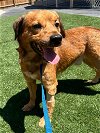 adoptable Dog in roswell, GA named Malachi