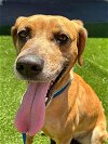 adoptable Dog in roswell, GA named Iris Walton