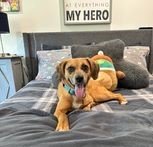 adoptable Dog in Roswell, GA named Iris Walton